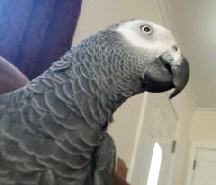 AFRICAN GREY PICTURE